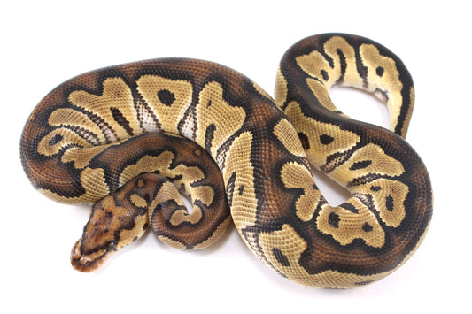 Yellow Belly Clown Ball Python