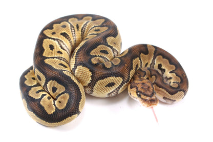 Yellow Belly Clown Ball Python