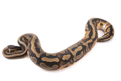 Scrambler Pied Ball Python
