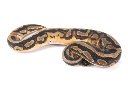 Scrambler Pied Ball Python