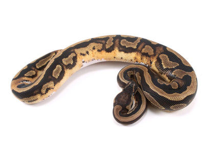 Scrambler Pied Ball Python
