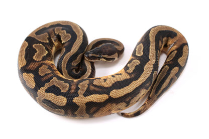 Scrambler Pied Ball Python