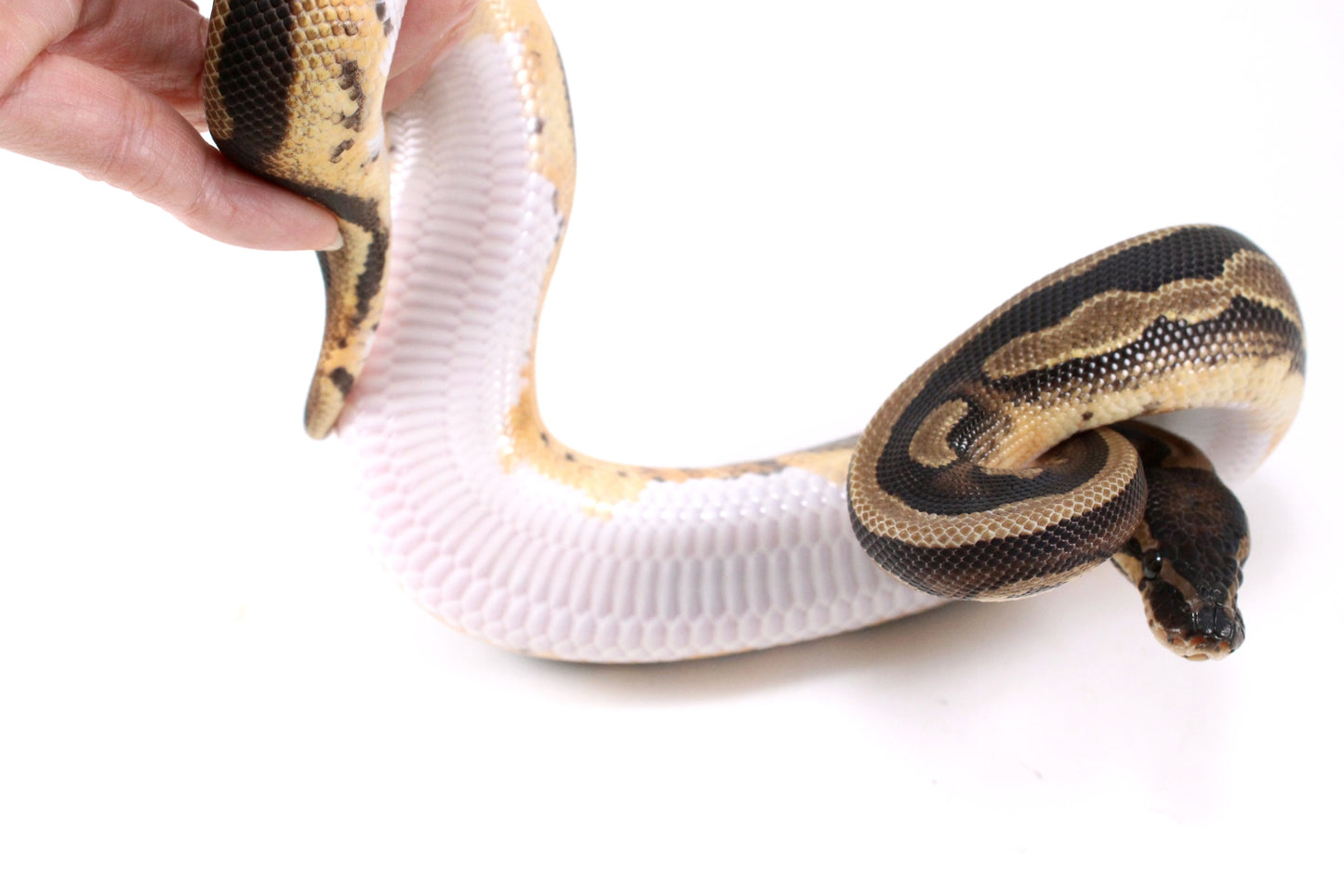 Scrambler Pied Ball Python