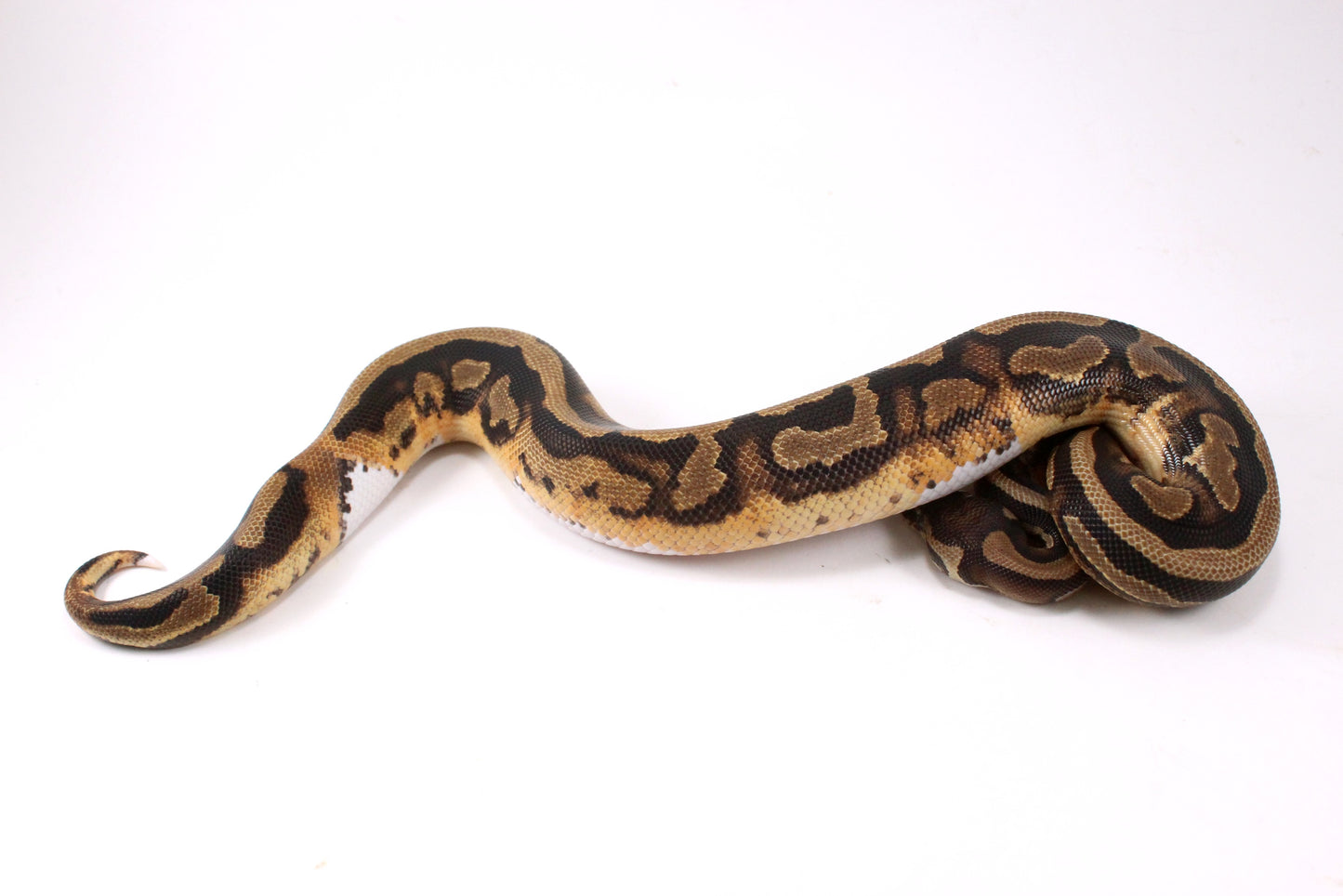 Scrambler Pied Ball Python