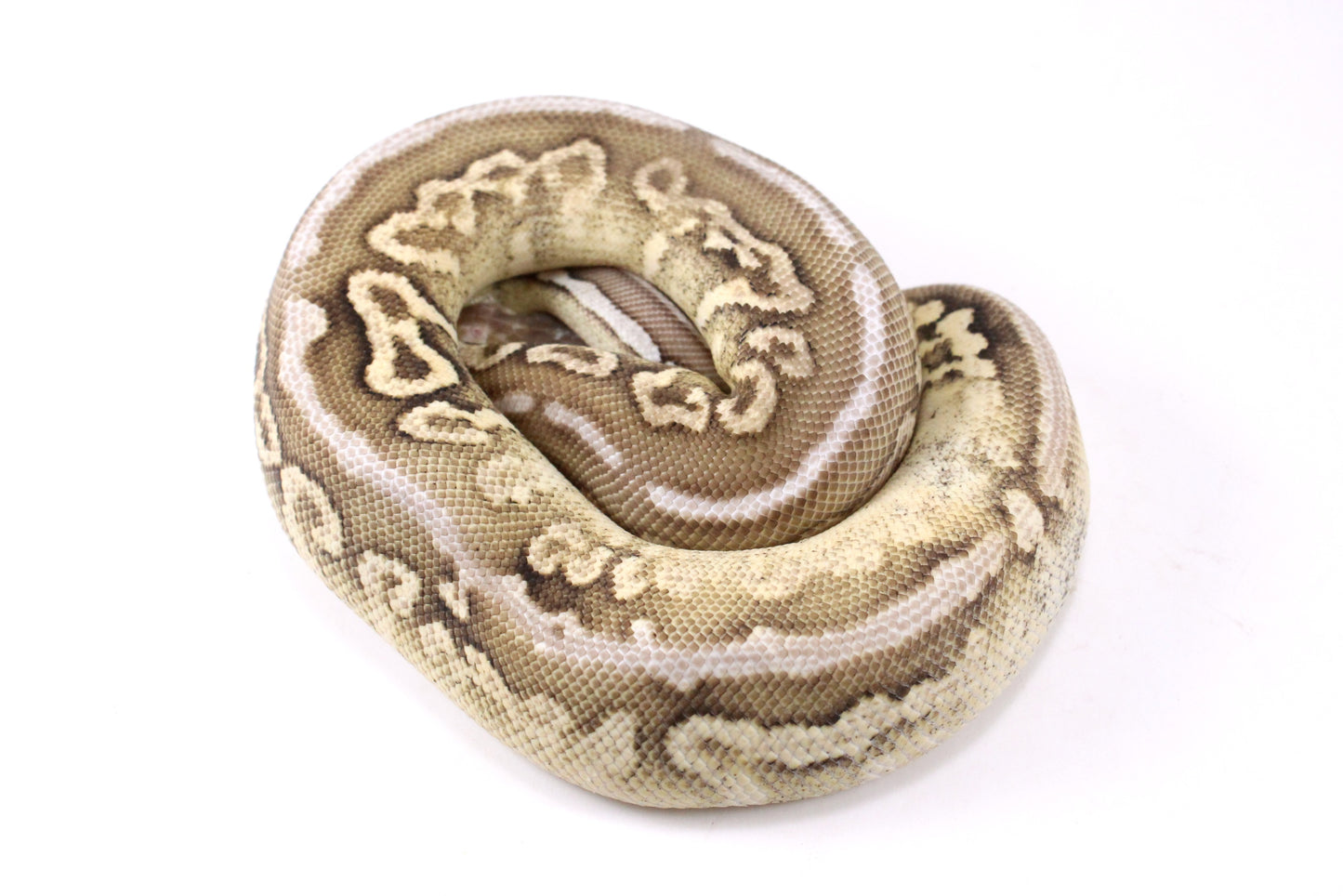 Cinnamon Special Spotnose Ball Python