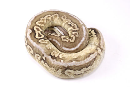 Cinnamon Special Spotnose Ball Python