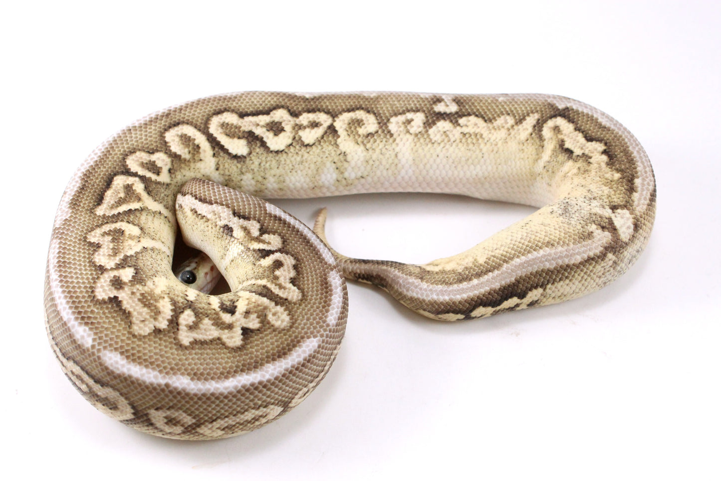 Cinnamon Special Spotnose Ball Python