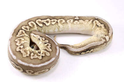 Cinnamon Special Spotnose Ball Python