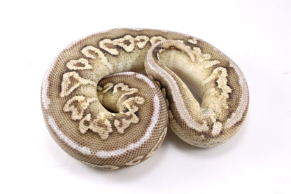 Cinnamon Special Spotnose Ball Python