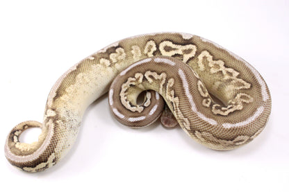 Cinnamon Special Spotnose Ball Python