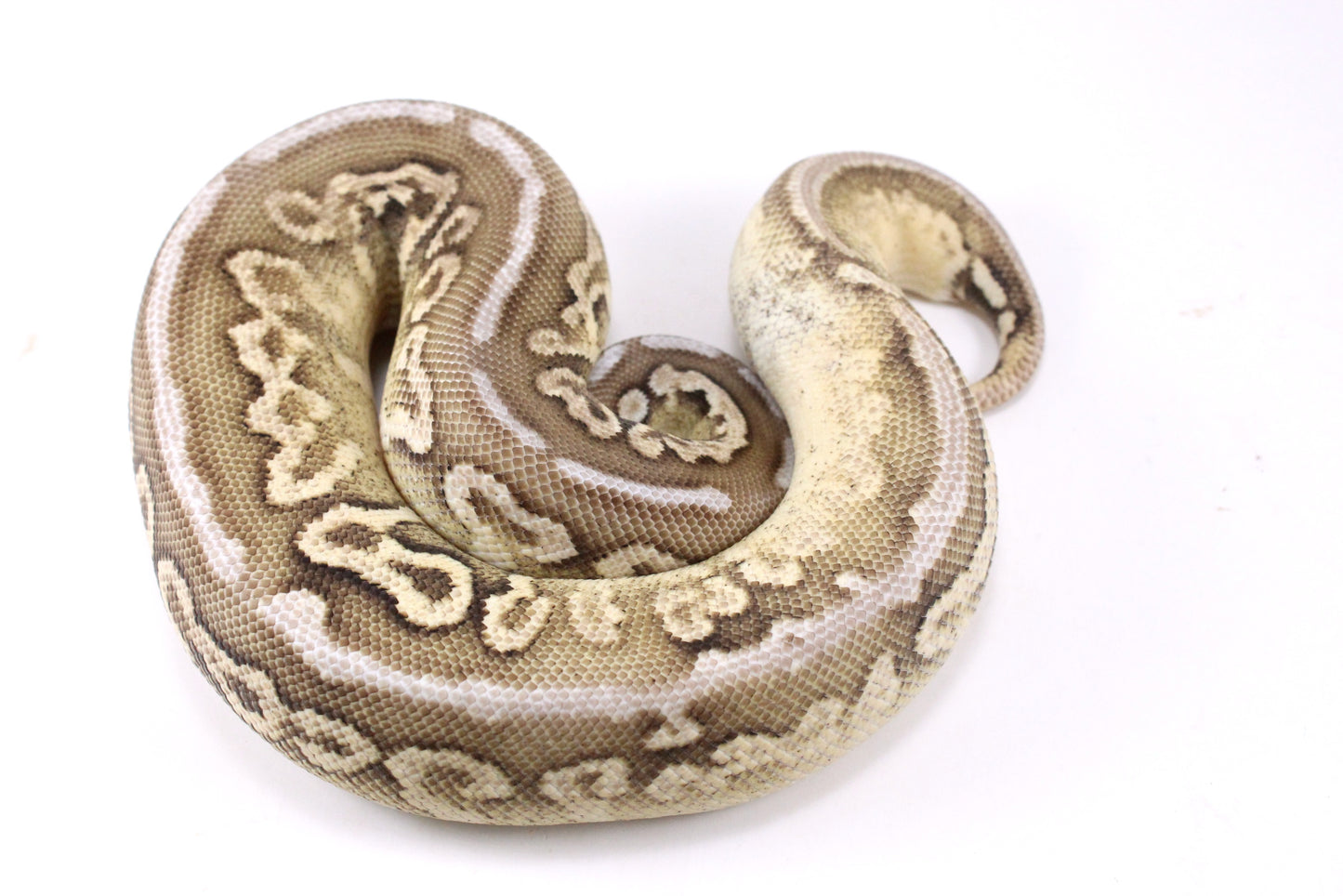 Cinnamon Special Spotnose Ball Python