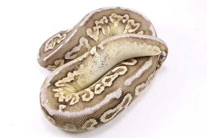 Cinnamon Special Spotnose Ball Python