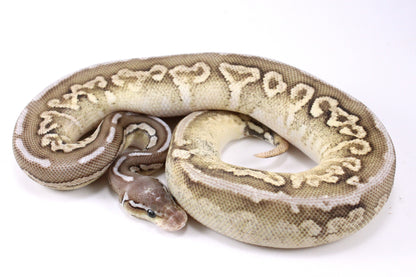 Cinnamon Special Spotnose Ball Python