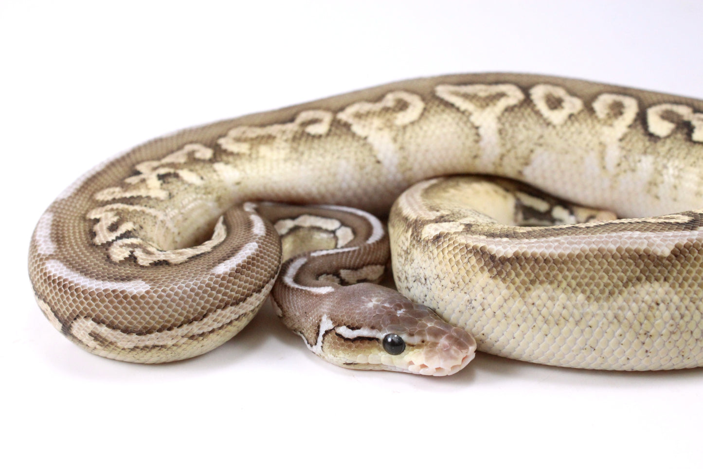 Cinnamon Special Spotnose Ball Python