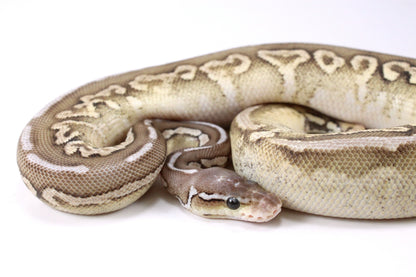 Cinnamon Special Spotnose Ball Python