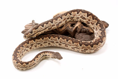 Soloman Island Ground Boa