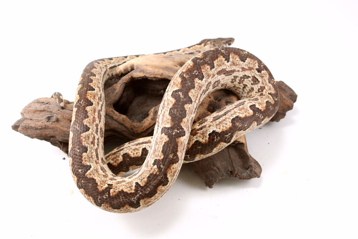 Soloman Island Ground Boa