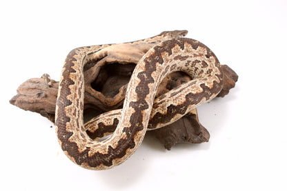 Soloman Island Ground Boa