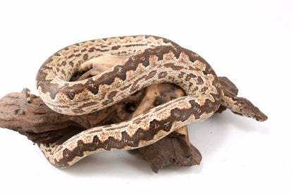 Soloman Island Ground Boa