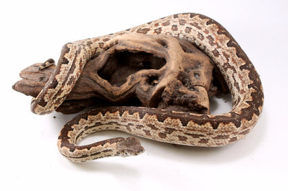 Soloman Island Ground Boa
