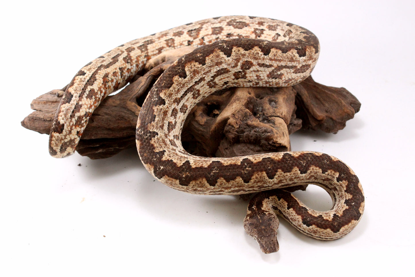 Soloman Island Ground Boa