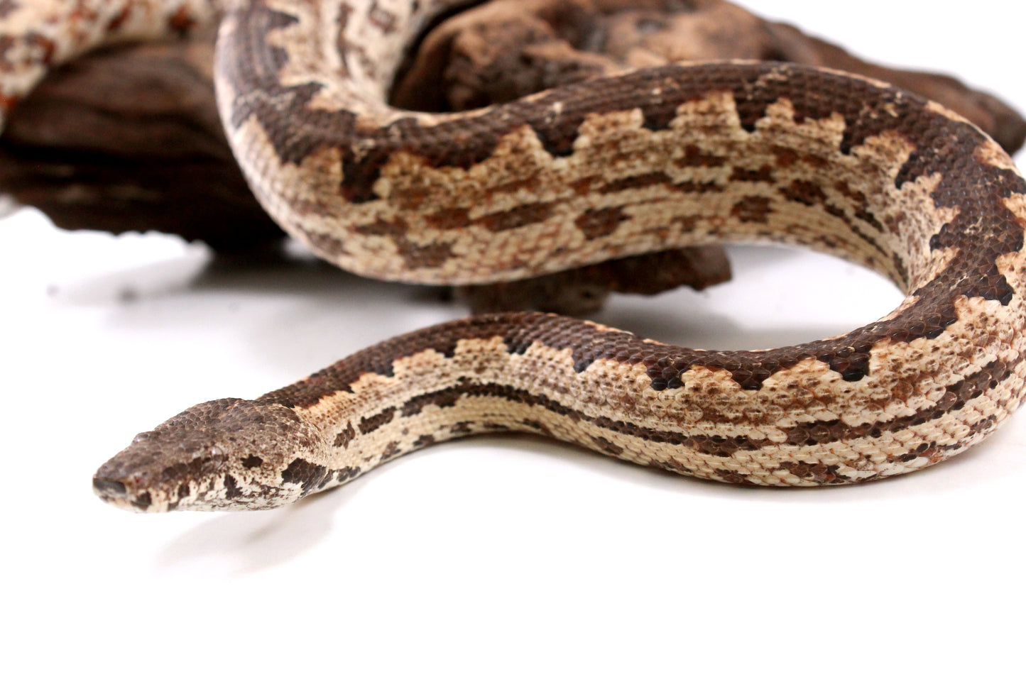Soloman Island Ground Boa