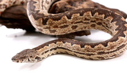 Soloman Island Ground Boa