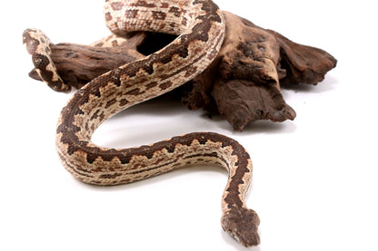 Soloman Island Ground Boa