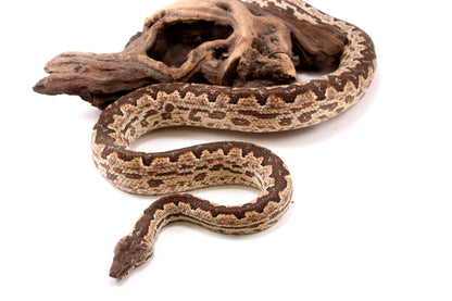 Soloman Island Ground Boa