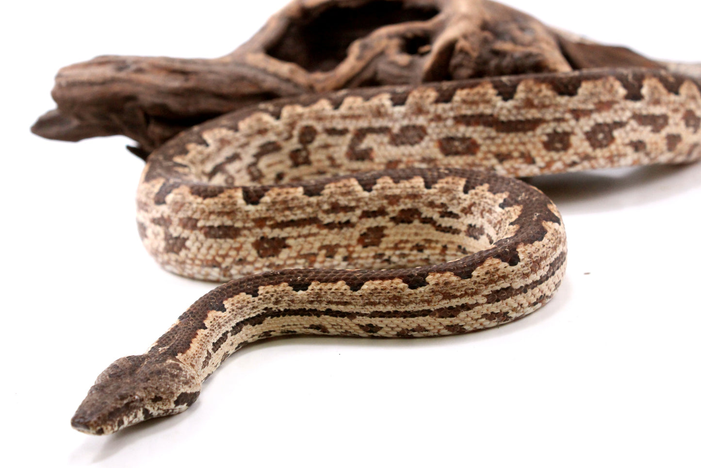 Soloman Island Ground Boa
