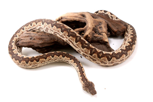 Soloman Island Ground Boa