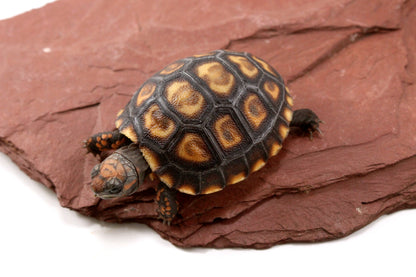 Cherry Head Tortoise
