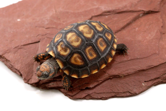 Cherry Head Tortoise