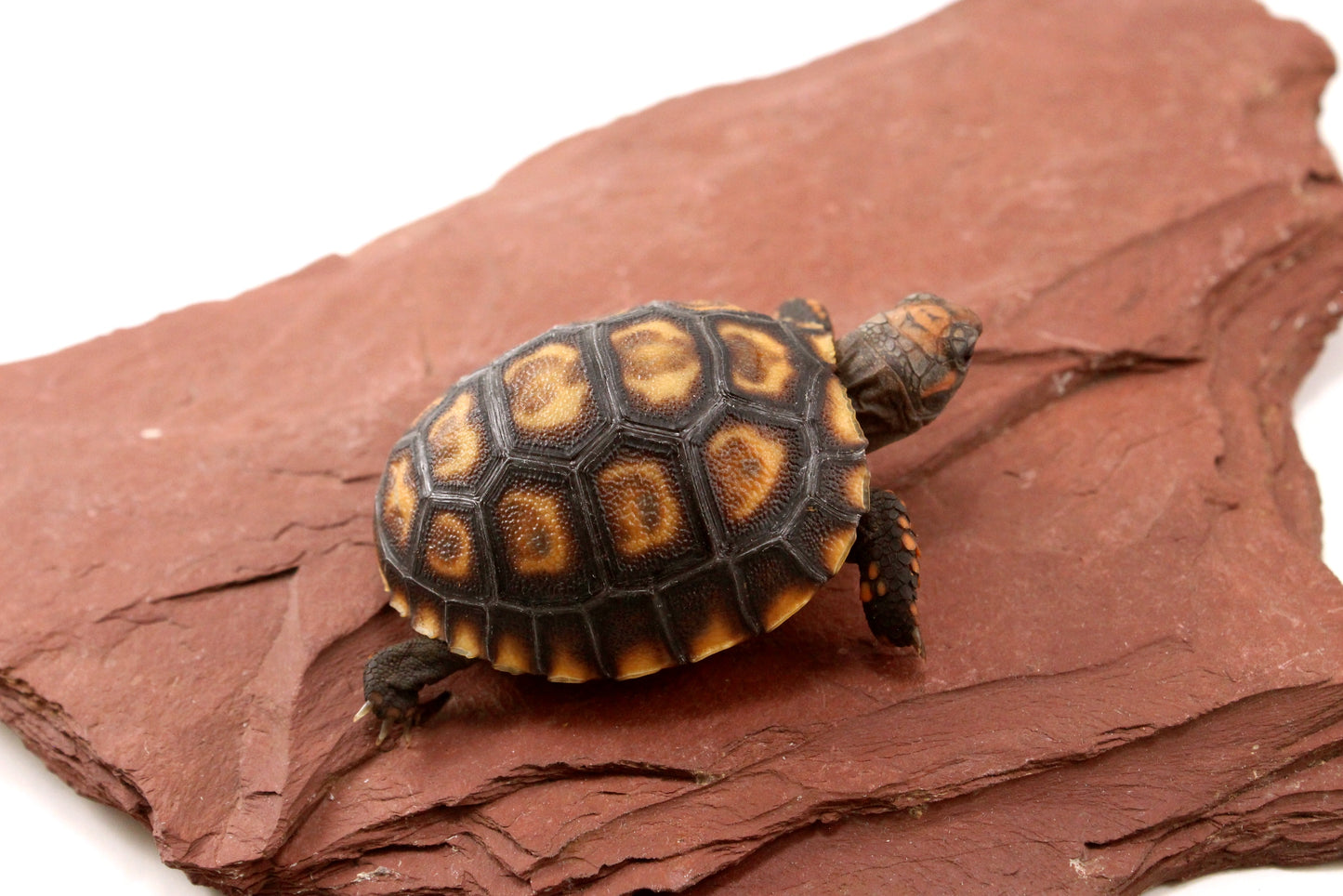 Cherry Head Tortoise