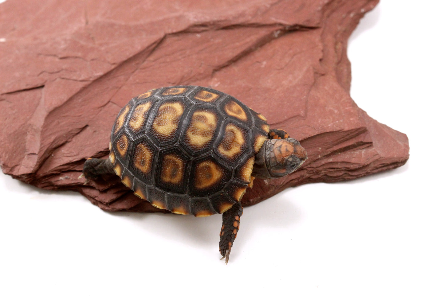 Cherry Head Tortoise
