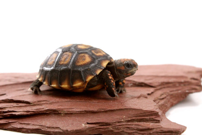 Cherry Head Tortoise