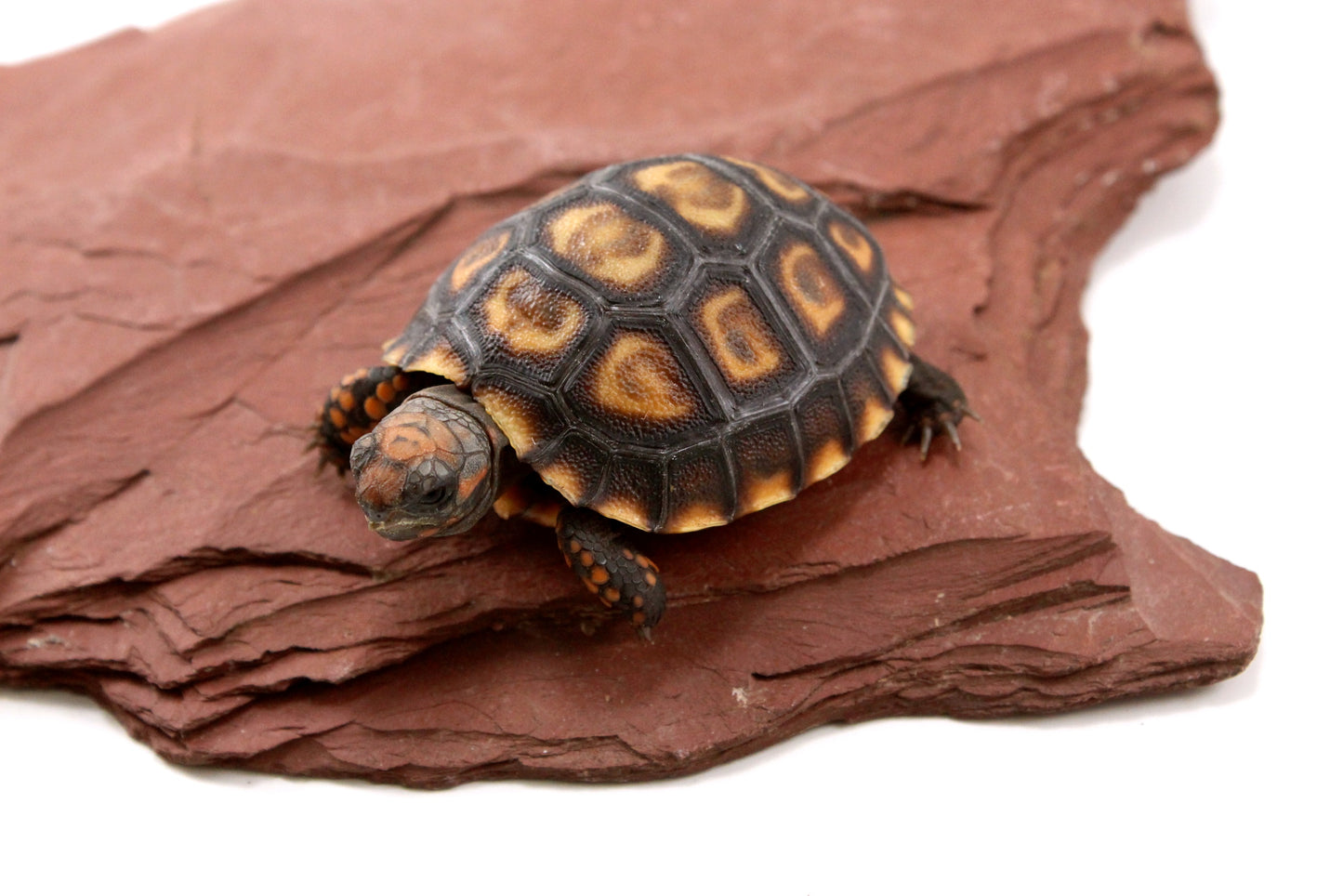 Cherry Head Tortoise