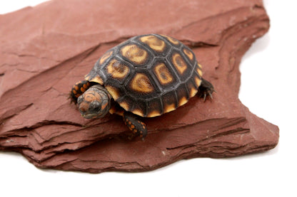Cherry Head Tortoise