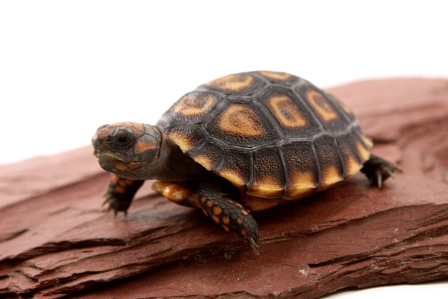 Cherry Head Tortoise