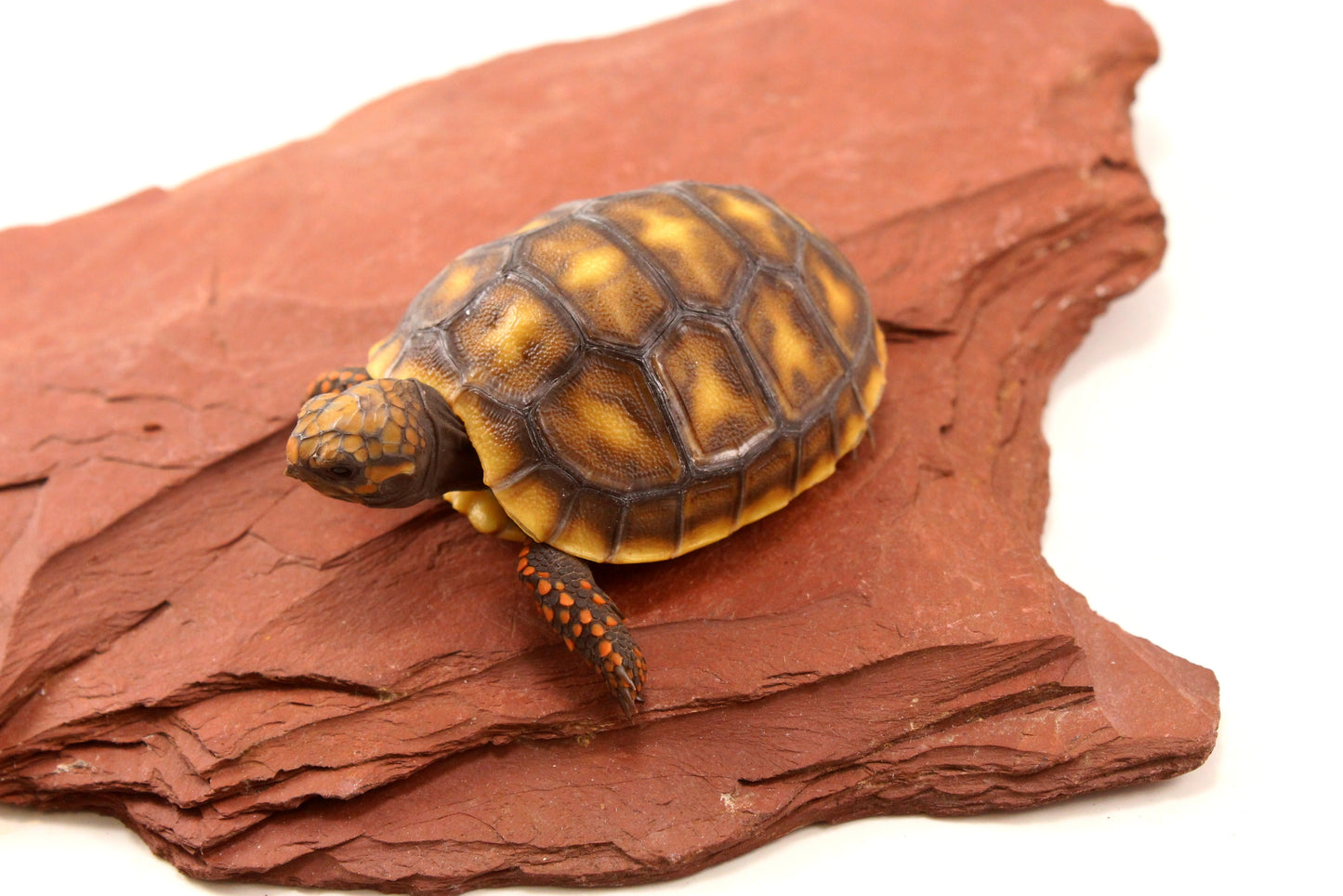 Red Foot Tortoise
