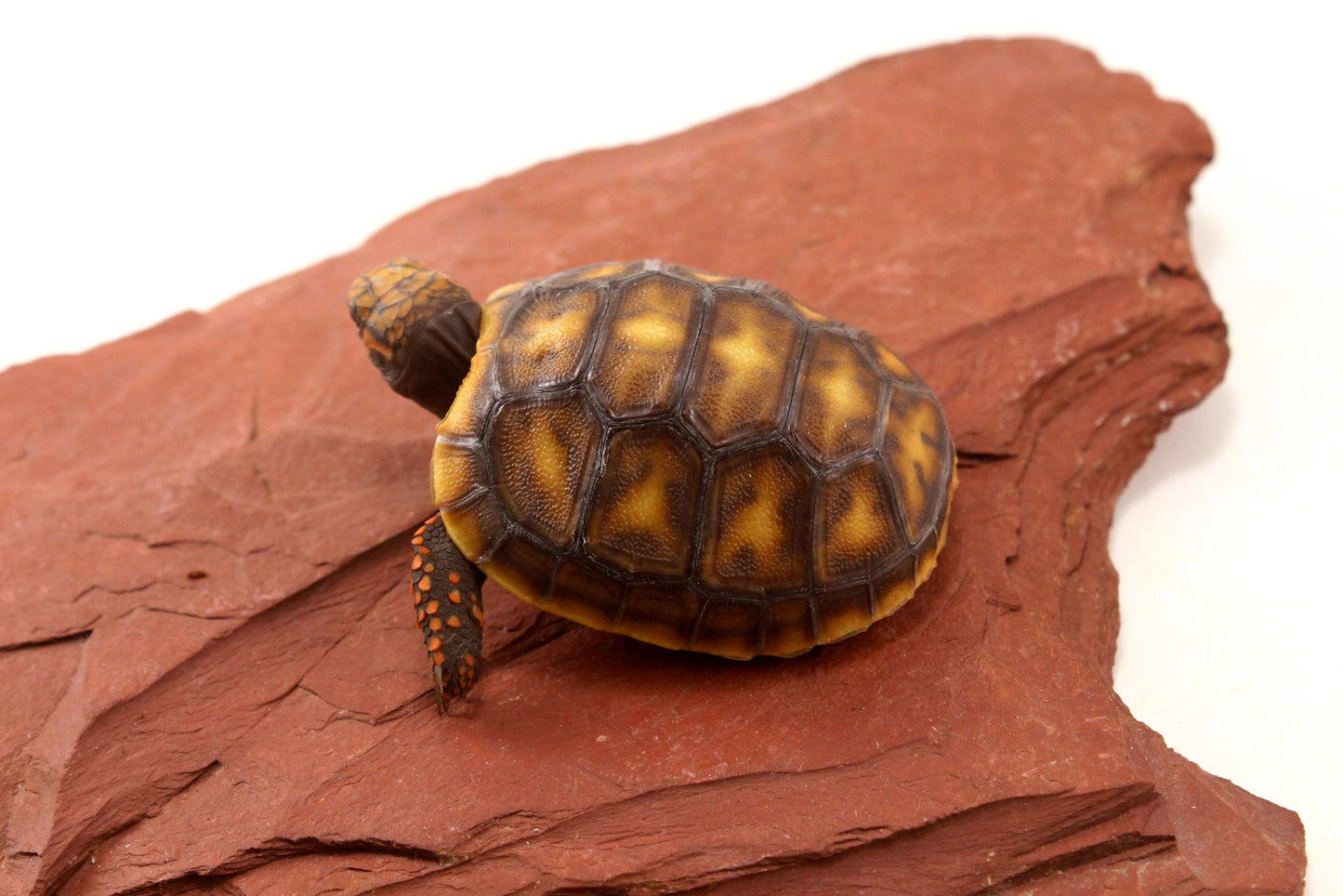 Red Foot Tortoise