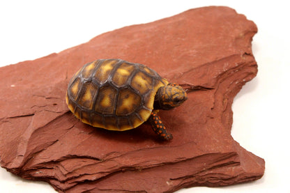 Red Foot Tortoise