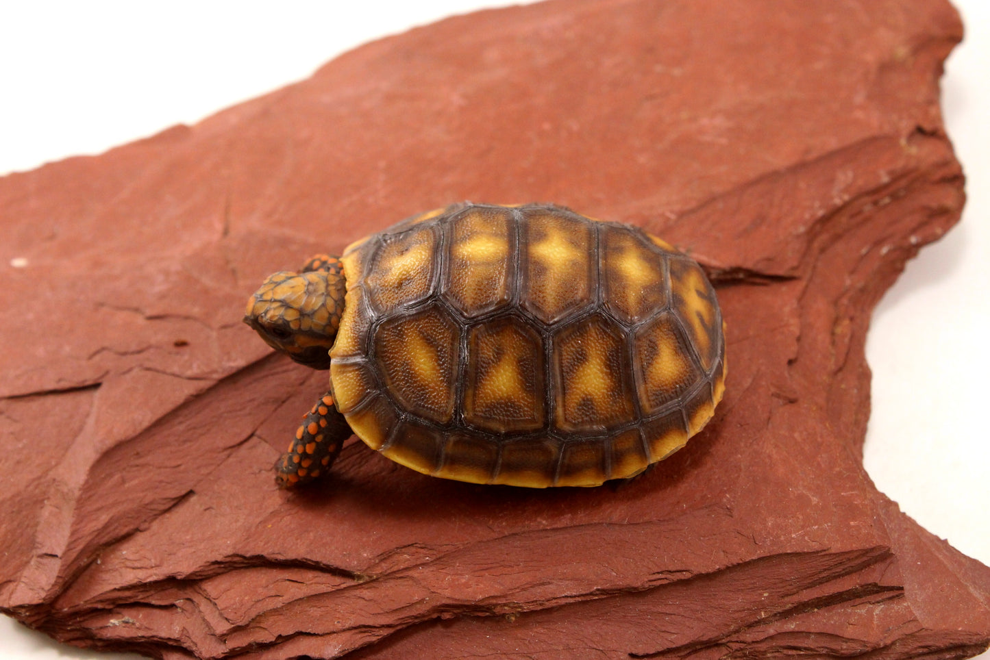 Red Foot Tortoise