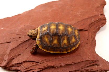 Red Foot Tortoise