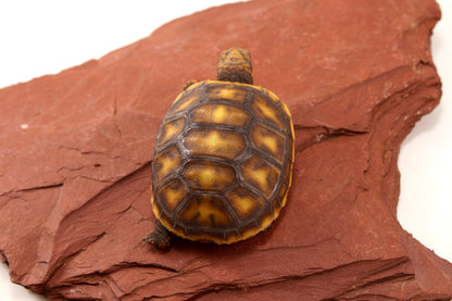 Red Foot Tortoise
