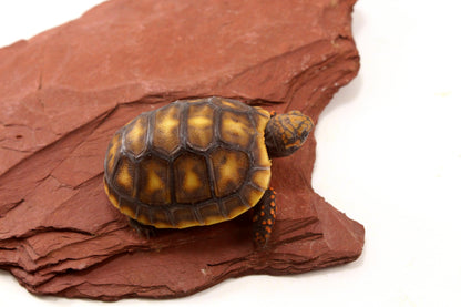 Red Foot Tortoise
