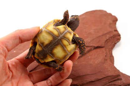 Red Foot Tortoise