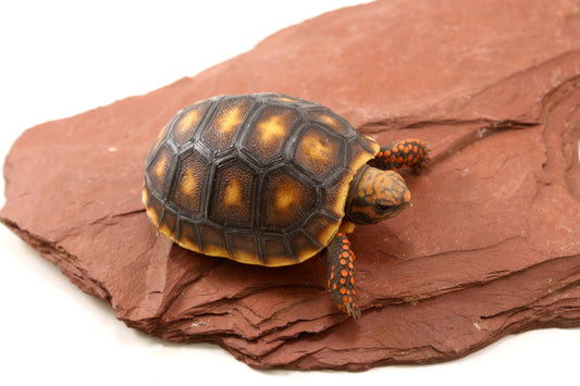 Red Foot Tortoise
