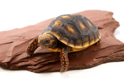 Red Foot Tortoise