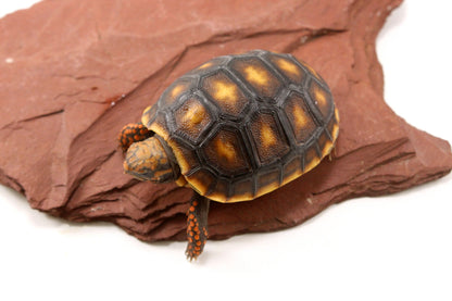 Red Foot Tortoise